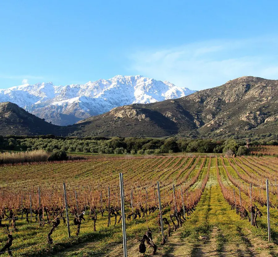 Vignoble Calvi